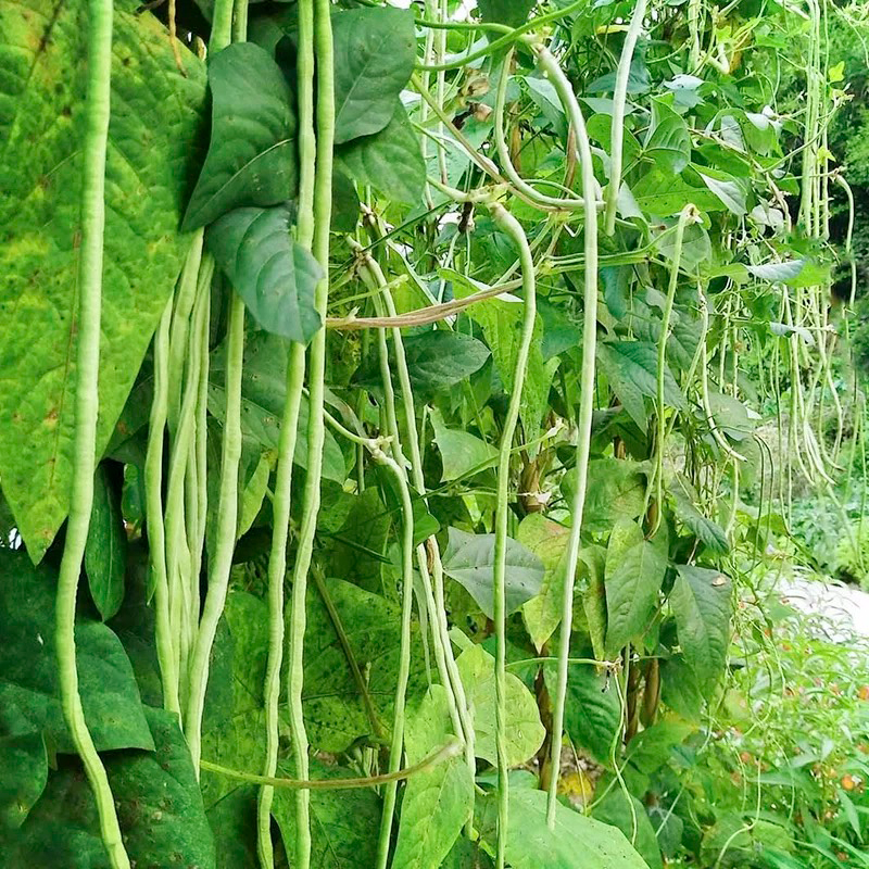 长角豆 STRING BEANS