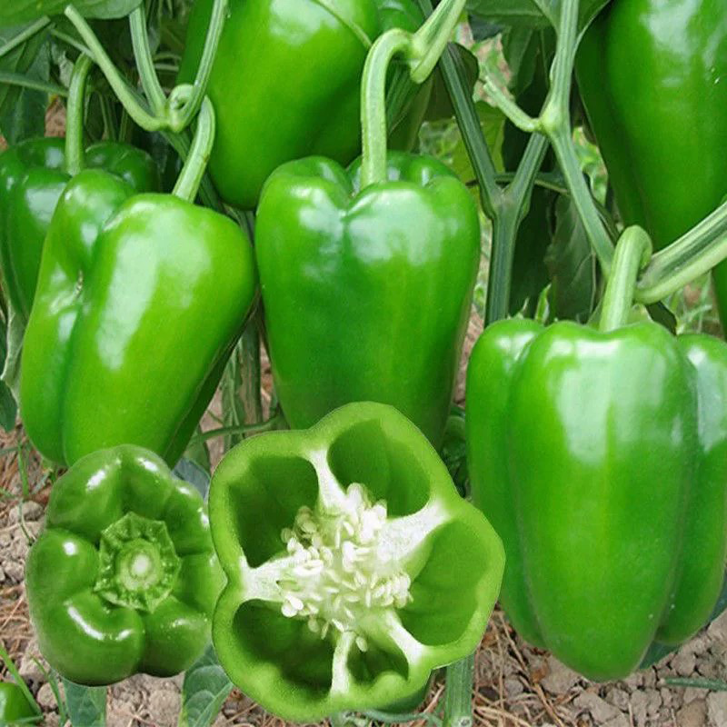 青椒 GREEN BELL PEPPER