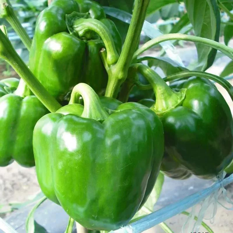 青椒 GREEN BELL PEPPER