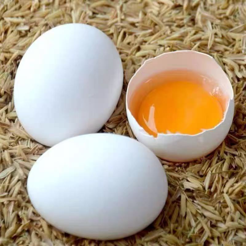 大号鸡蛋 BIG EGG