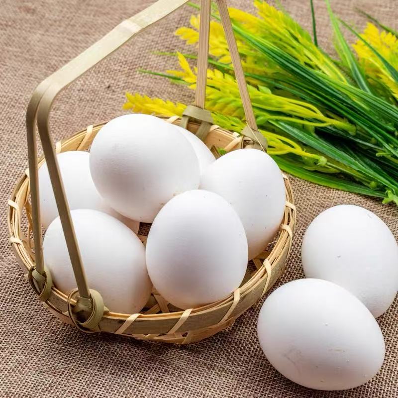 中号鸡蛋 MEDIUM EGG