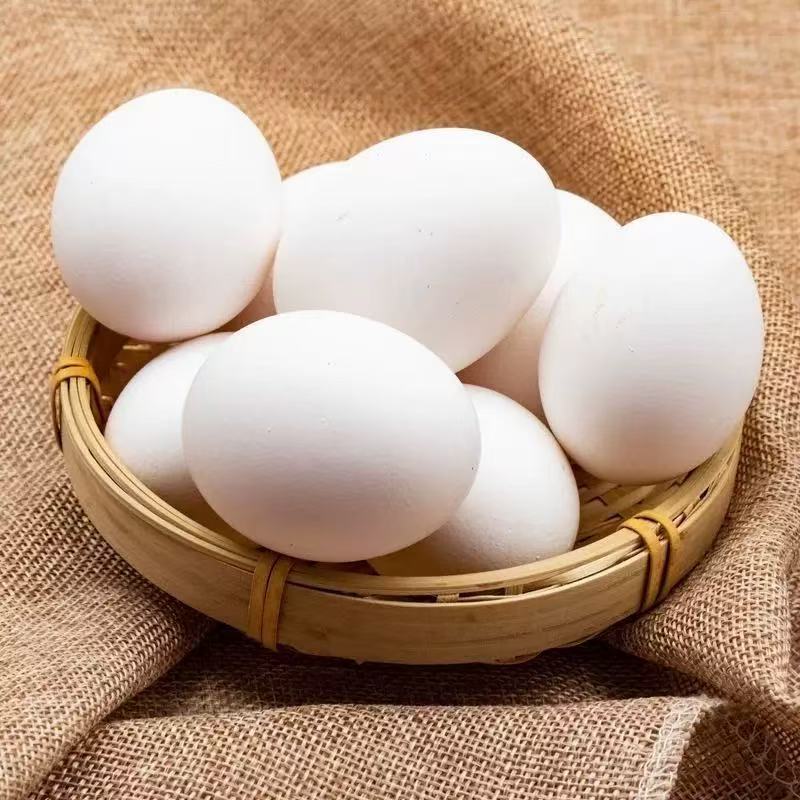 中号鸡蛋 MEDIUM EGG