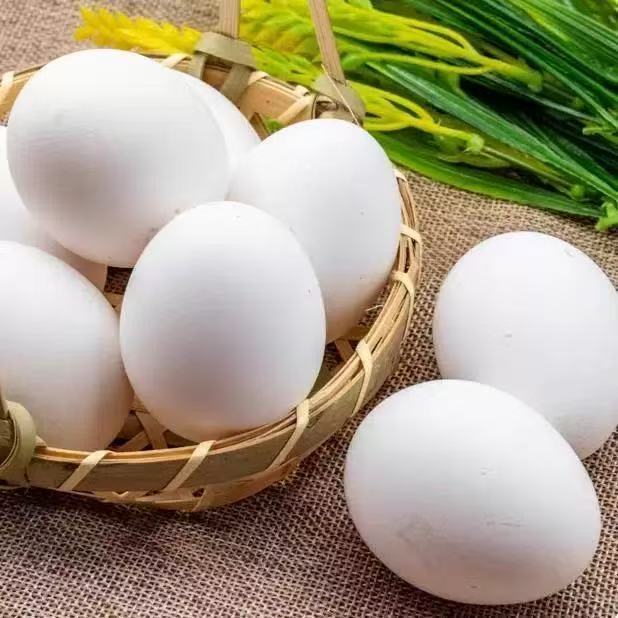 大号鸡蛋 BIG EGG