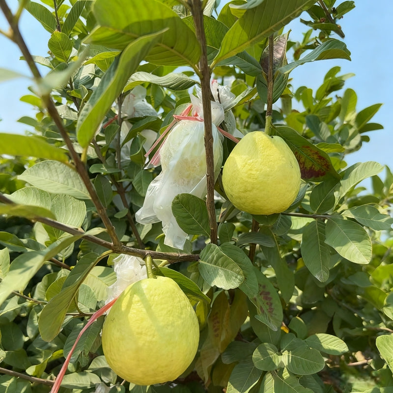 台湾奶油芭乐 GUAVA