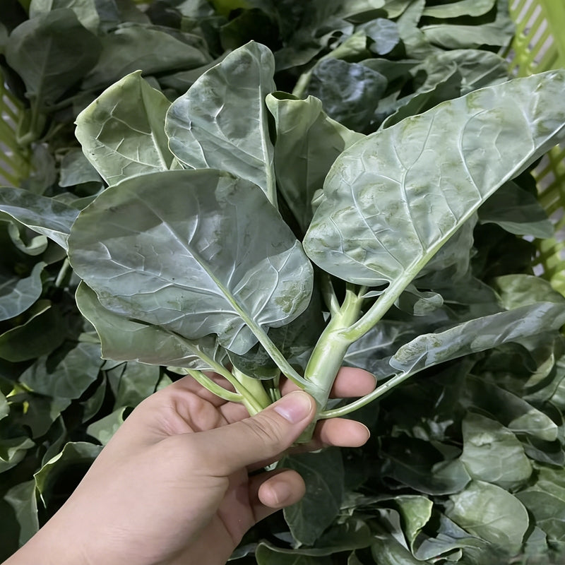 芥兰菜 KALE