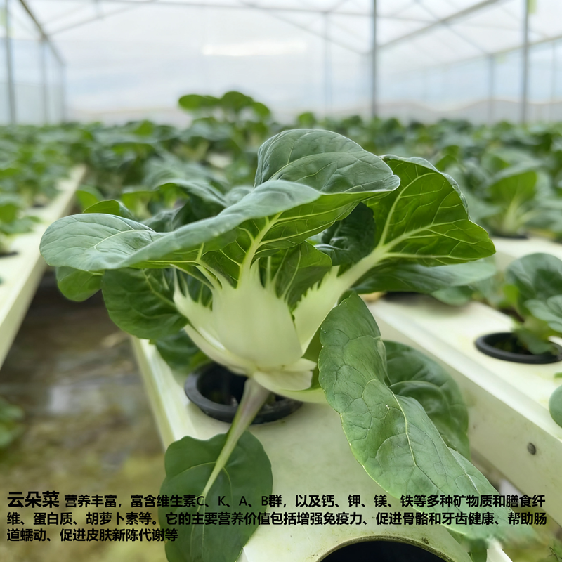 佳宝云朵菜 JABAA CLOUD CHOY