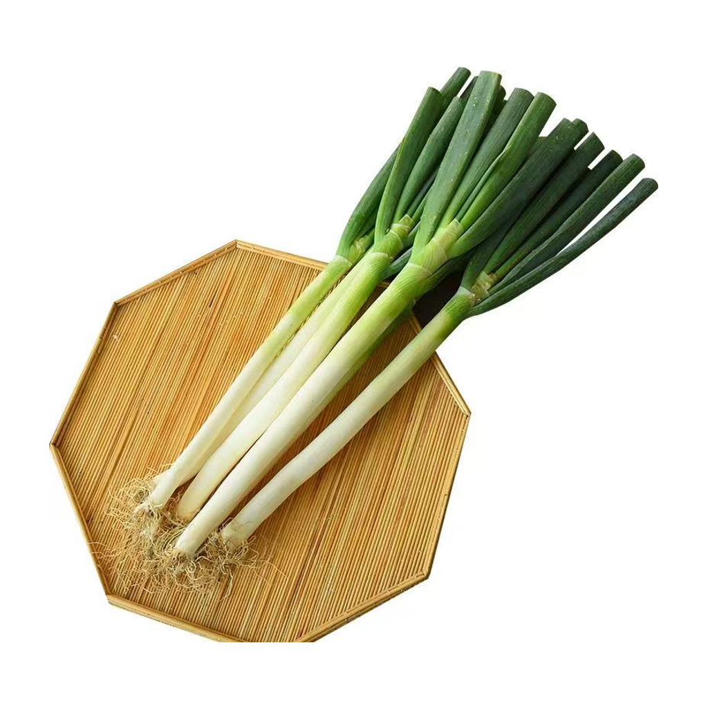 2包 进口山东大葱 IMPORT ONION LEEK 2pack