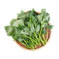 2包 佳宝地瓜叶 JABAA SWEET POTATO LEAVES 2PACK