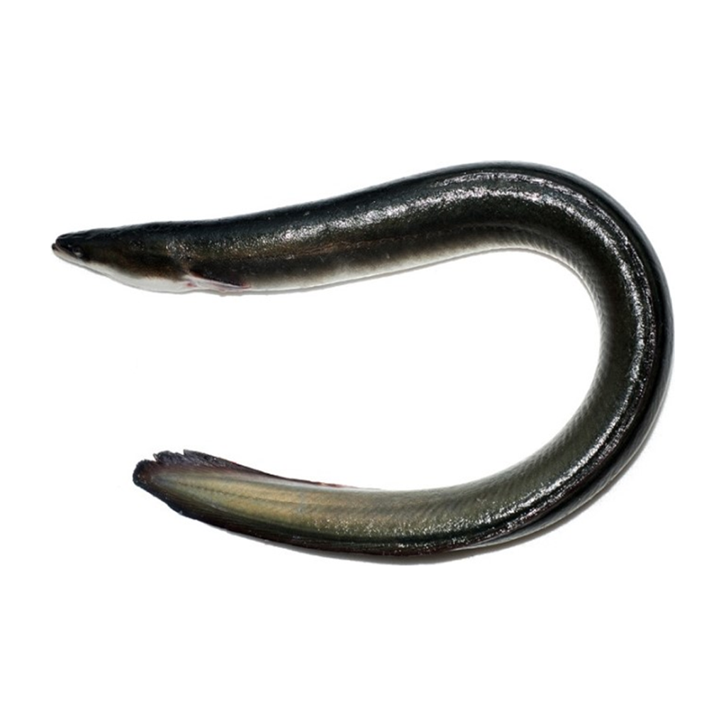 黑鳗鱼 BLACK EEL