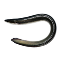 黑鳗鱼 BLACK EEL