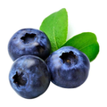 蓝莓 BLUEBERRY