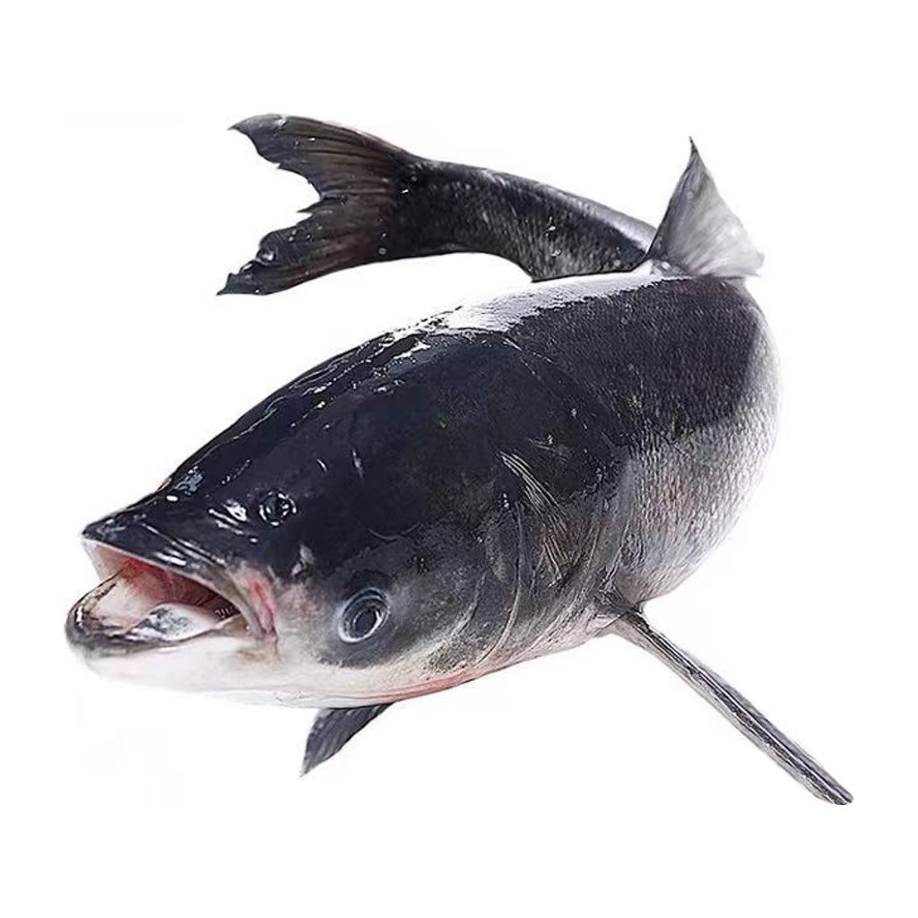 大头鱼 BULLHEAD