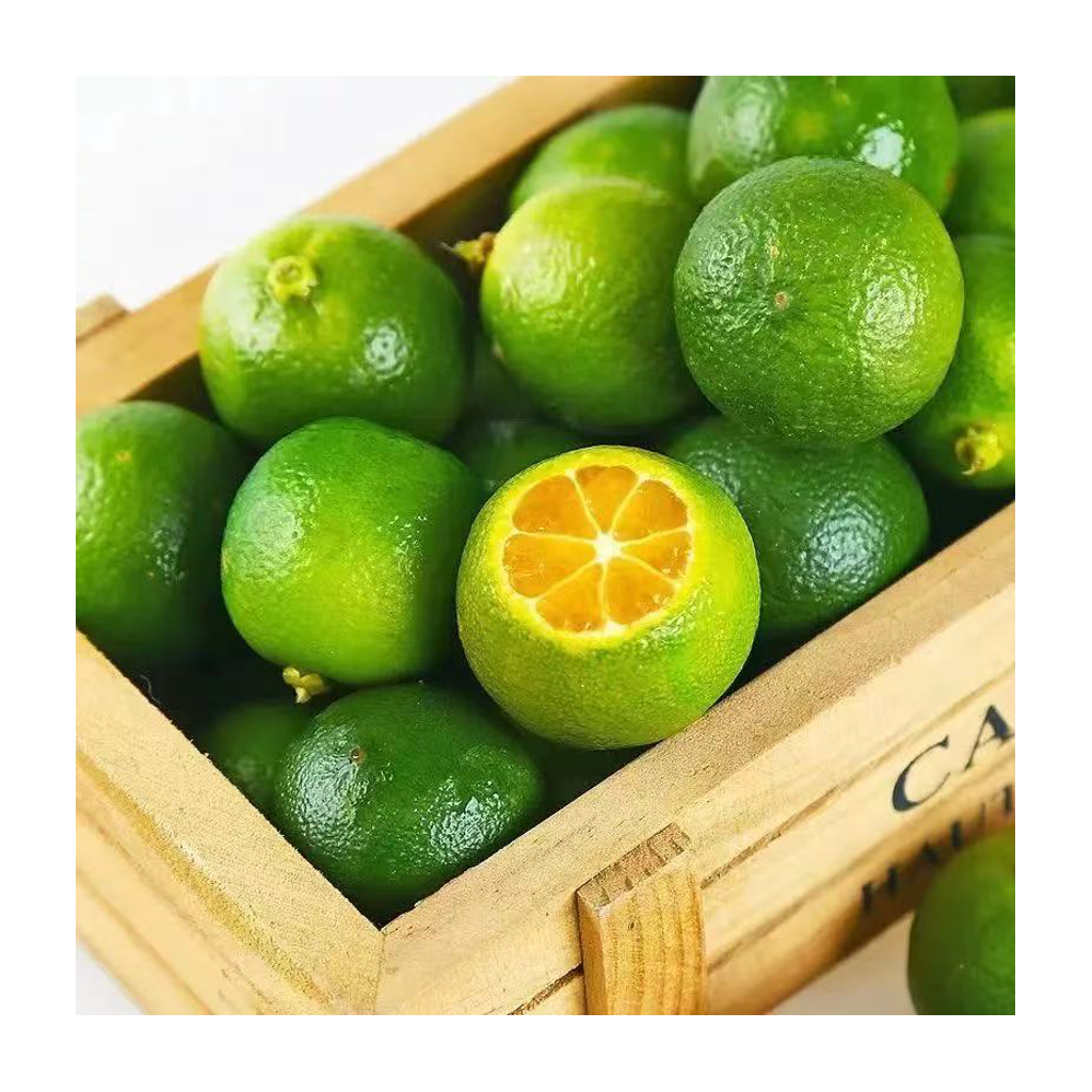 青桔 CALAMANSI