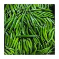 尖椒(杭椒) CHILI GREEN