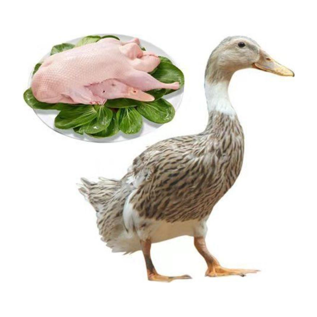 鸭母 DUCK MOTHER