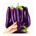 茄子 EGG PLANT