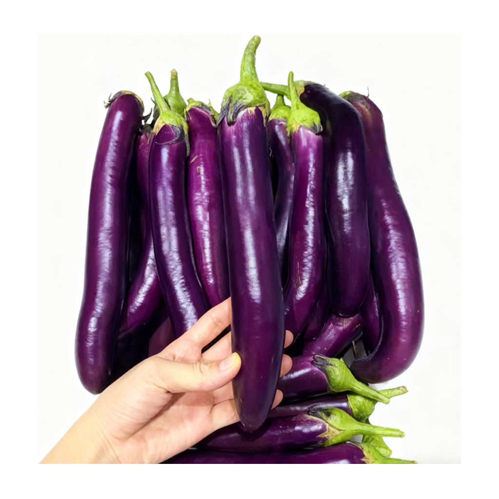 茄子 EGG PLANT
