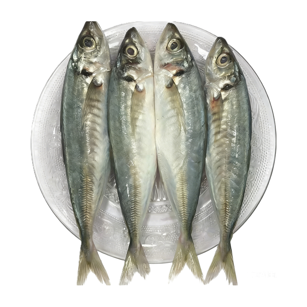 巴浪鱼 GALUNGGONG