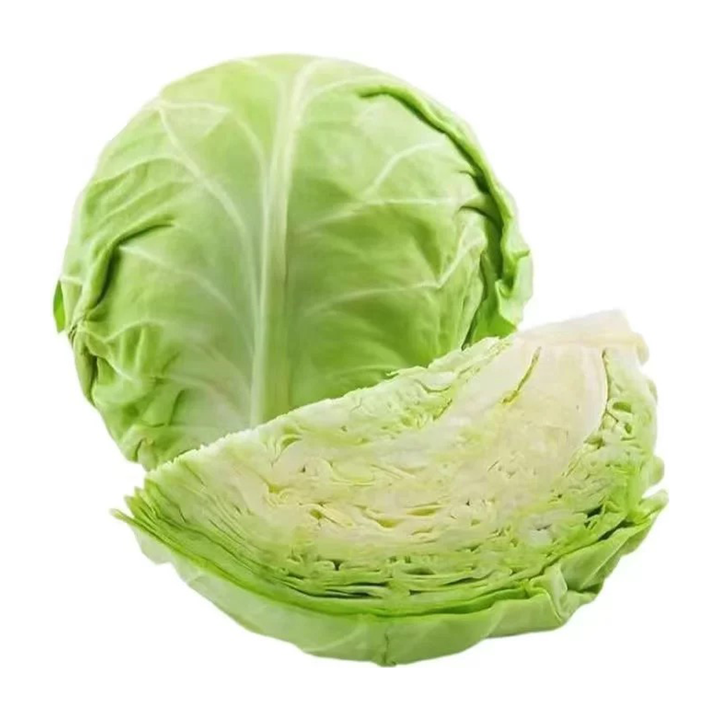 包菜 GREEN CABBAGE
