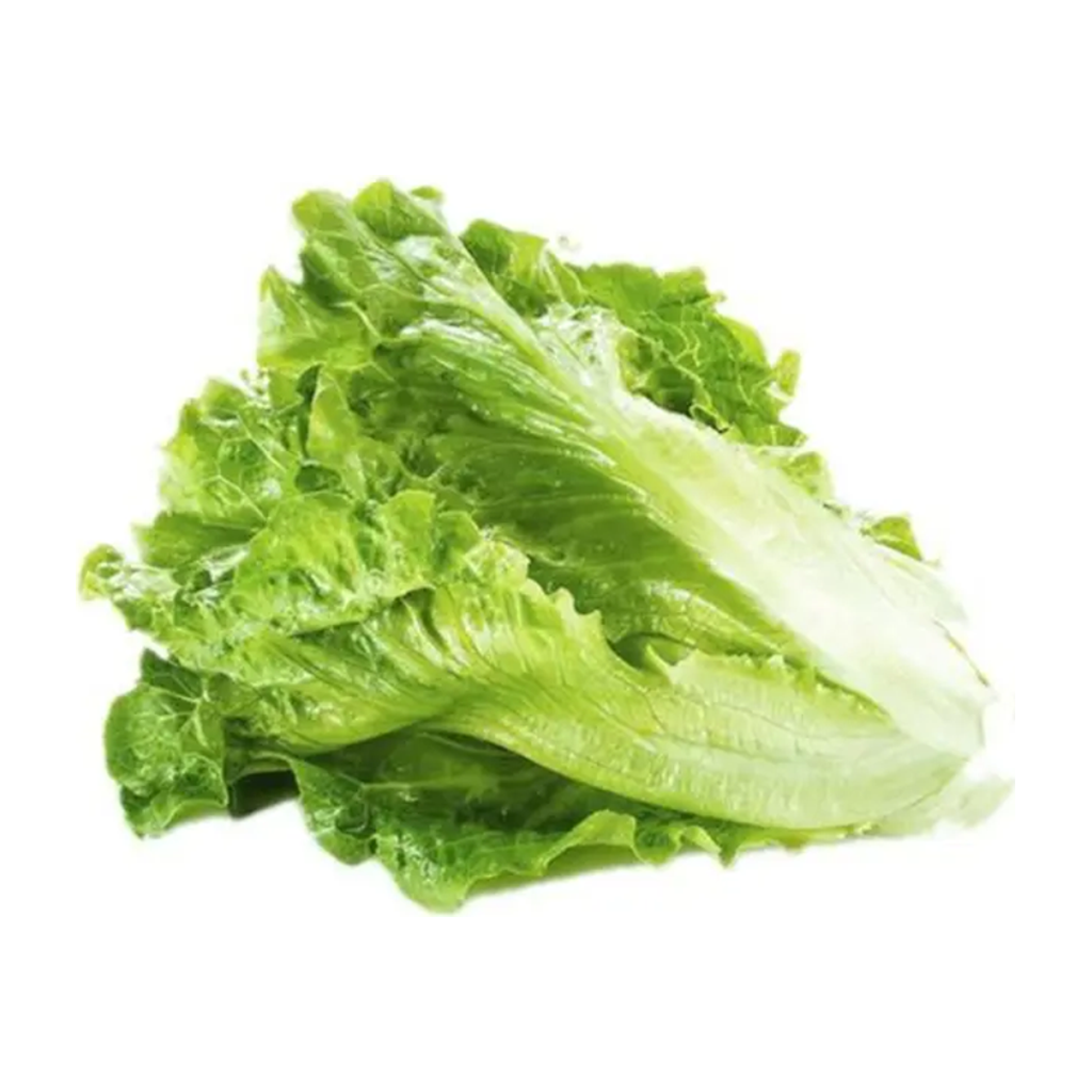 玻璃生菜 GREEN ICE LETTUCE