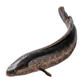 冰鲜黑鱼 ICE BLACK FISH