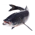 冰鲜大头鱼 ICE BULLHEAD