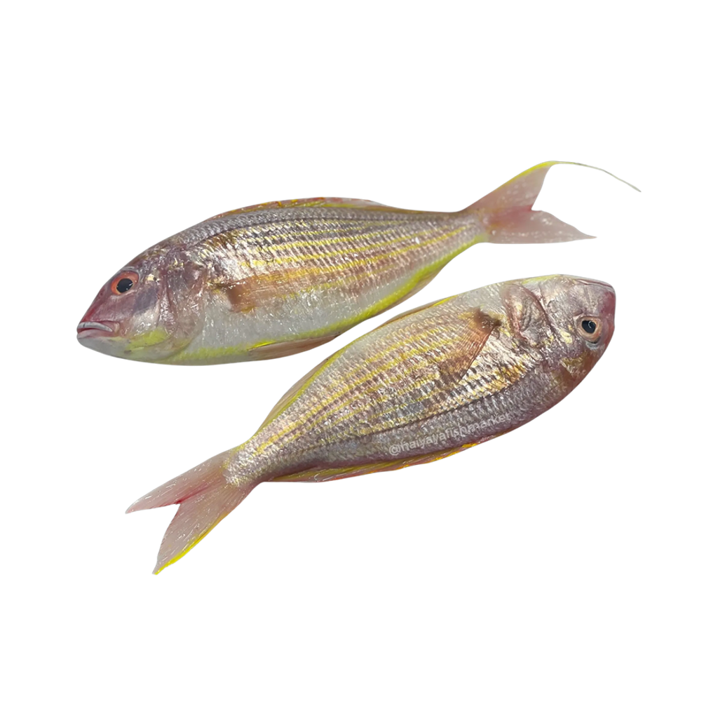 冰鲜金线鱼 ICE GLIDEN THREAD FISH 500g