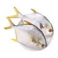 冰鲜金鲳鱼 ICE GOLDEN POMFRET