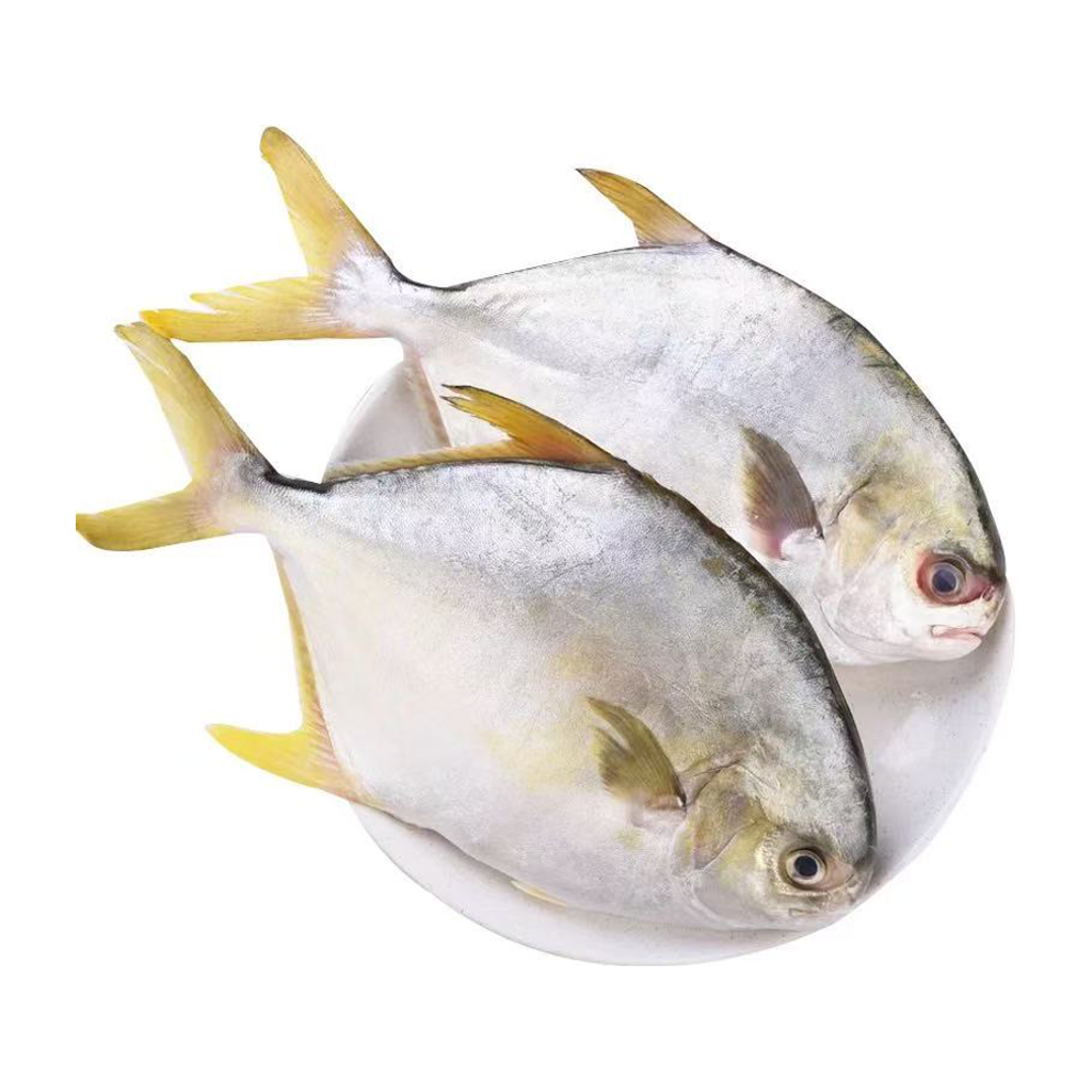 冰鲜金鲳鱼 ICE GOLDEN POMFRET
