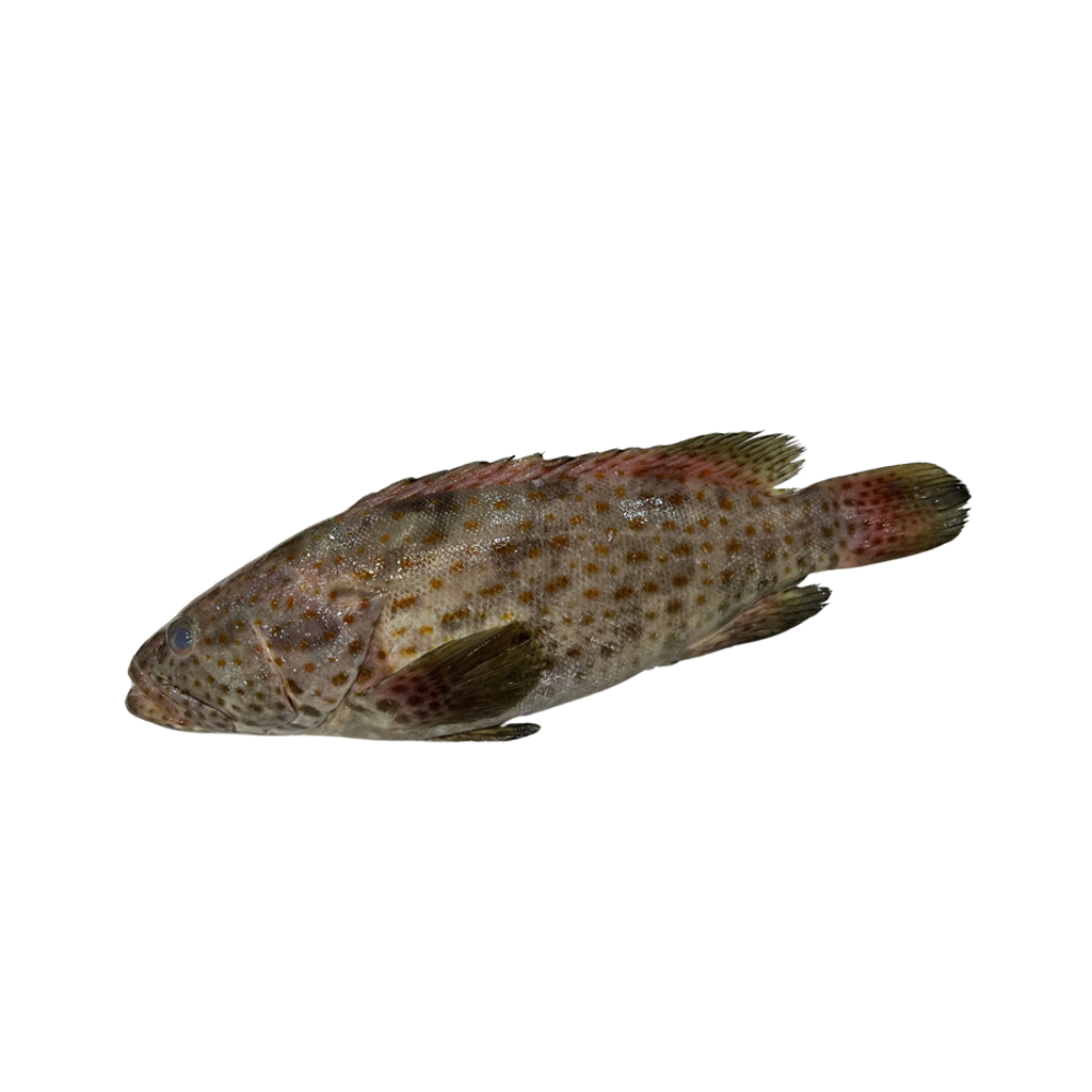 冰鲜石斑鱼 ICE GROUPER