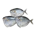 冰鲜月亮鱼 ICE MOONFISH