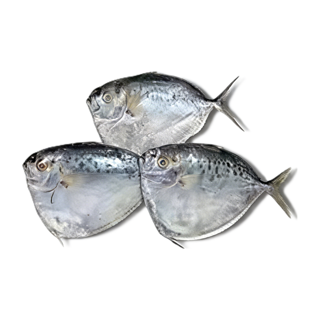 冰鲜月亮鱼 ICE MOONFISH