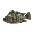 冰鲜罗非鱼 ICE TILAPIA
