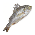 冰鲜黄脚立 ICE YELLOW FOOT FISH