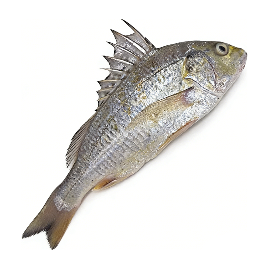冰鲜黄脚立 ICE YELLOW FOOT FISH