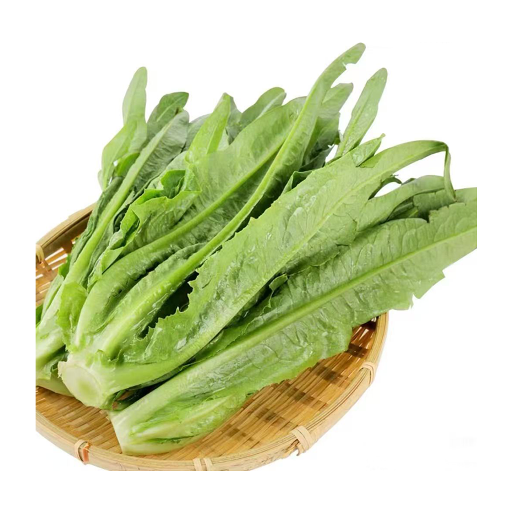进口油麦菜 IMPORT ACHOY