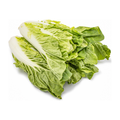 佳宝奶白菜 JABAA MILK CABBAGE