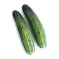 黄瓜 LOCAL CUCUMBER