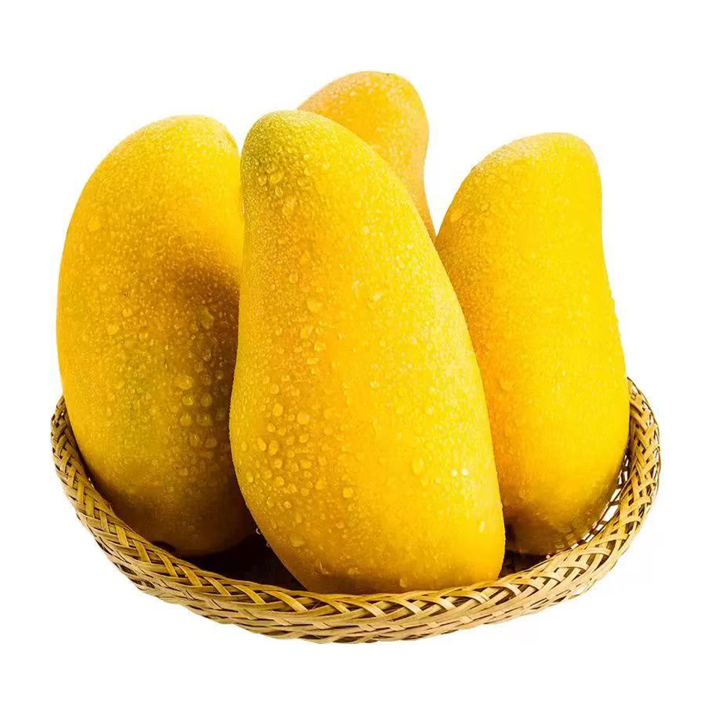 芒果 MANGO