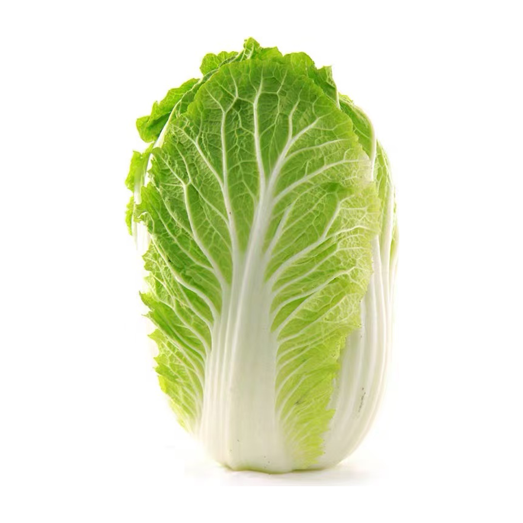 大白菜 NAPA CABBAGE