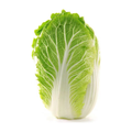 大白菜 NAPA CABBAGE