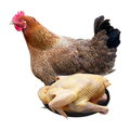 土鸡 NATIVE CHICKEN