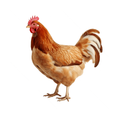 老母鸡 OLD HEN