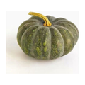 南瓜 PUMPKIN