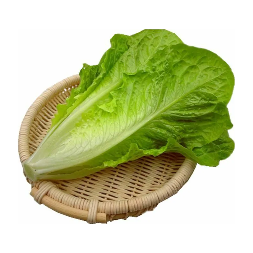 罗马生菜 ROMAINE LETTUCE