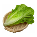 罗马生菜 ROMAINE LETTUCE