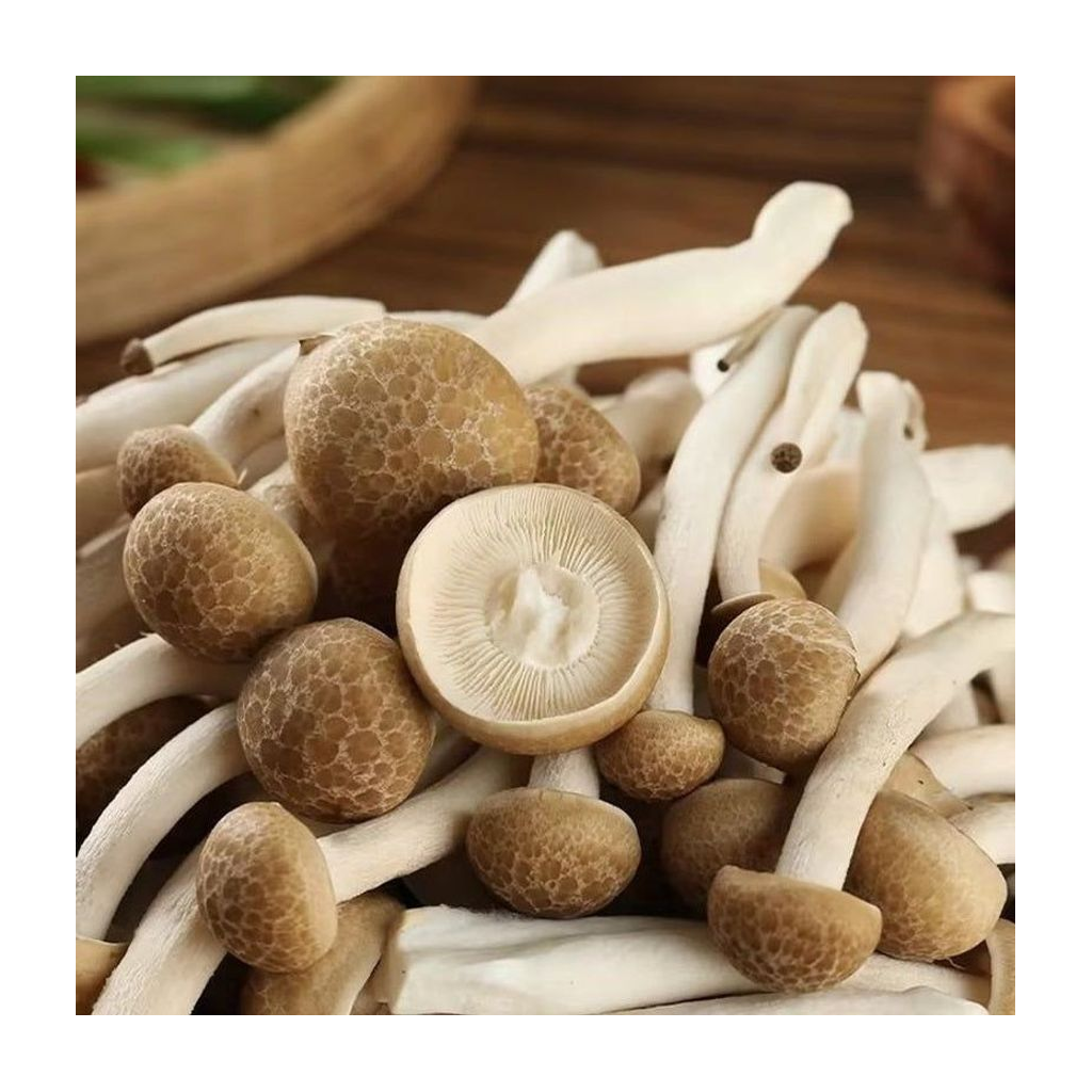 进口蟹味菇 SHIMEJI MUSHROOM
