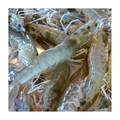 活虾 SHRIMP