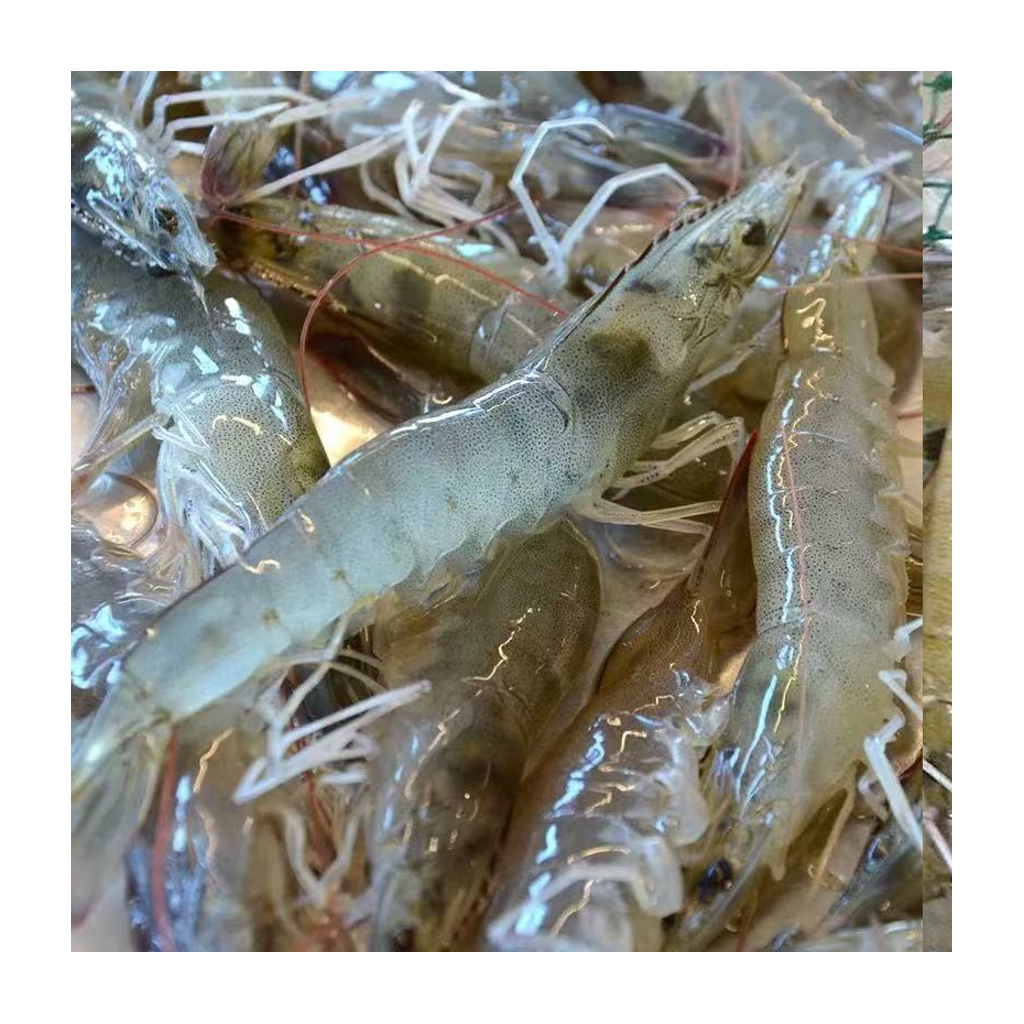 活虾 SHRIMP