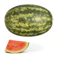 小西瓜 SMALL WATERMELON